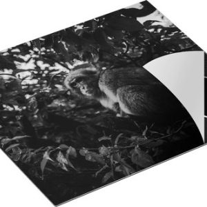 Chefcare Inductie Beschermer Aap in de Boom tussen de Bladeren – Zwart Wit – 60×50 cm – Afdekplaat Inductie – Kookplaat Beschermer – Inductie Mat