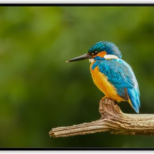 ijsvogel fotolijst met glas 50 x 70 cm – Prachtige kwaliteit – vogel – ijsvogel – natuur – Glazen plaat – inclusief ophangsysteem – Poster – Foto op hoge kwaliteit uitgeprint ijsvogel fotolijst met glas 50 x 70 cm – Prachtige kwaliteit – vogel – ijsvogel – natuur – Glazen plaat – inclusief ophangsysteem – Poster – Foto op hoge kwaliteit uitgeprint