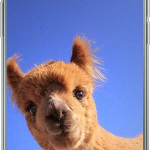 Hoesje – Alpaca – Bruin – Blauw – Siliconen Hoesje – Alpaca – Bruin – Blauw – Siliconen