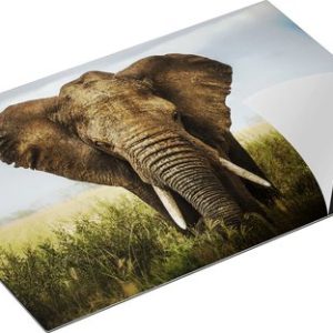 Chefcare Inductie Beschermer Olifant in het Wild – Kleur – 75×50 cm – Afdekplaat Inductie – Kookplaat Beschermer – Inductie Mat