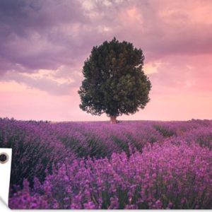 Tuinposter – Lavendel – Bloemen – Paars – Boom – Natuur – Tuindoek Tuinposter – Lavendel – Bloemen – Paars – Boom – Natuur – Tuindoek