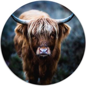 Muurcirkel highlander sun Ø / Forex