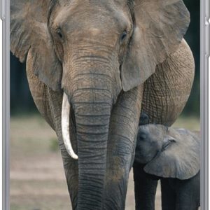 Hoesje – Baby olifant die gevoed wordt door zijn moeder – Siliconen Hoesje – Baby olifant die gevoed wordt door zijn moeder – Siliconen